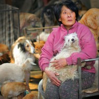 One Woman’s Attempt To Save 10000 Dogs from Chinese Dog-Eating Festival #Heartbreaking