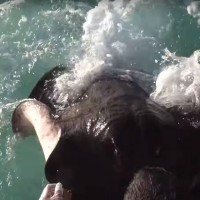 This Guy Was Feeding Some Fish When Suddenly Someone Decided To Stop By…